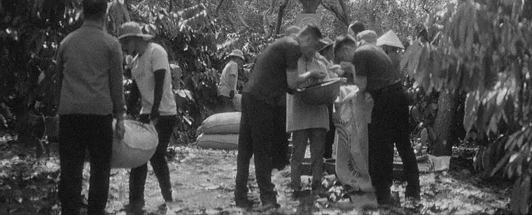 Documentary photograph — the harvest crew working the rows, in black and white
