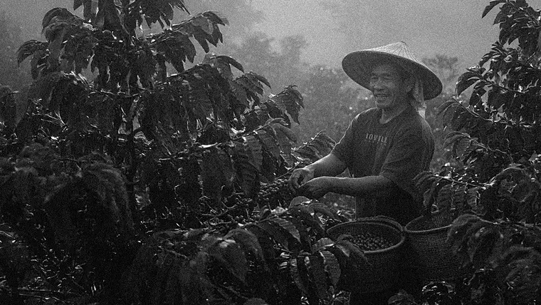 Documentary photograph — a farmer picking cherries under the canopy