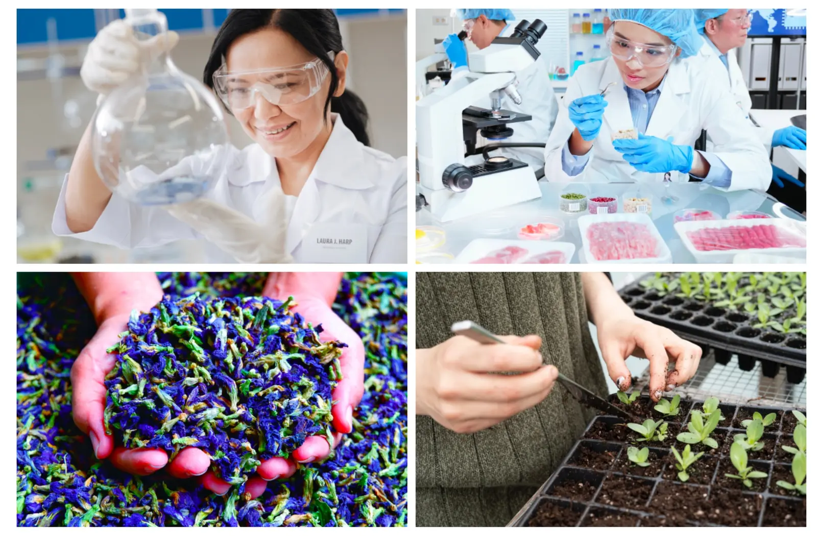 Image direction — laboratory and cultivation, the capability side of the business