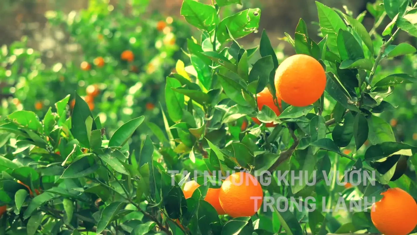 Film still — oranges on the branch, backlit